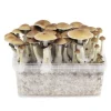 magic mushroom spores